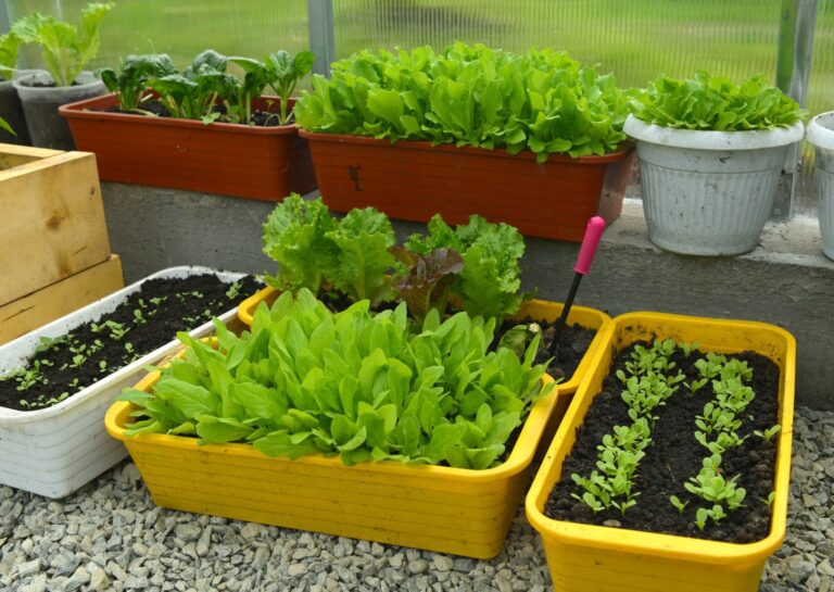 Jungpflanzen Gemüse